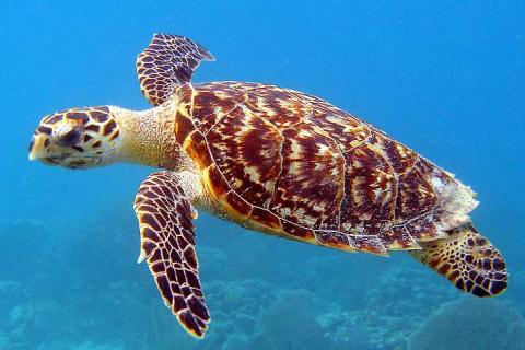 Hawkesbill turtle swimming the ocean. 