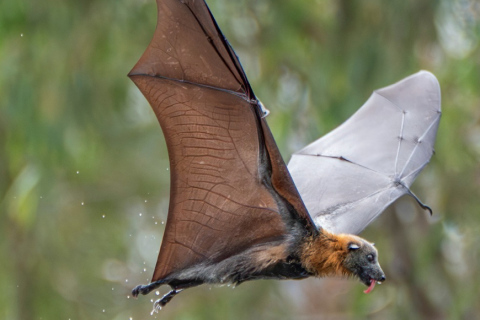 Pic from Wildlife Victoria of a greyheaded flying fox