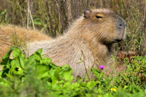 Capybara. Image: The Guardian