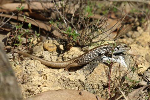 A mountain skink resting on a rock