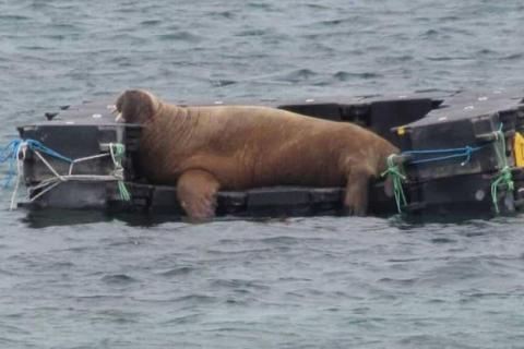 A photo of Wally the walrus relaxing on a couch in the ocean