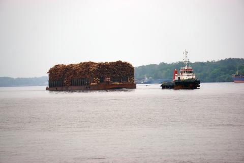 A photograph of a tugboat pulling a barge loaded with logs sourced from native forest across a stretch of water.