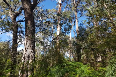 A photograph of a Victorian native forest landscape taken on a bright, sunny day. Tall trees are interspersed with shorter shrubs and ferns, and a blue sky with light clouds is visible between the trees.