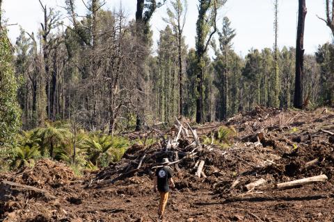 A photograph of a new clearing made by the felling of native forest trees. A person wearing a Goongerah Environment Centre shirt is walking through the clearing with their back to the camera. The forest is visible in the background.