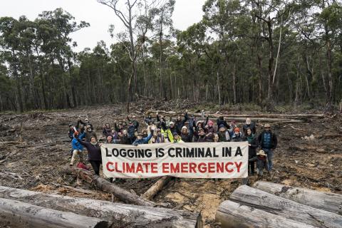 A group of protesters gather around a large canvas banner in a logged clearing, amidst the debris of massive felled trees. The banner reads "Logging is Criminal in a Climate Emergency".