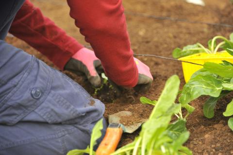 person in red long sleeve shirt and blue denim jeans sitting on ground gardening
