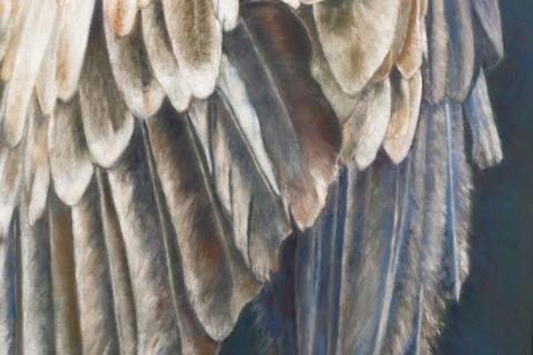 Vulture by Maree Gladwin