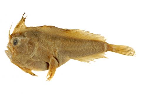 Holotype of the Smooth Handfish