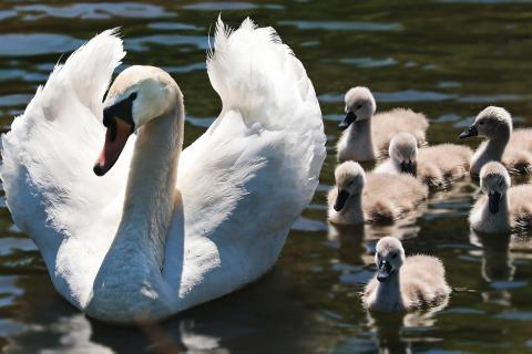 A white adult swan floating on water, with five young close beside