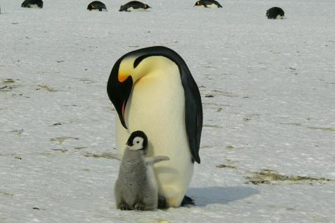 A large penguin standing in the ice, a smaller penguin huddled close by its side.
