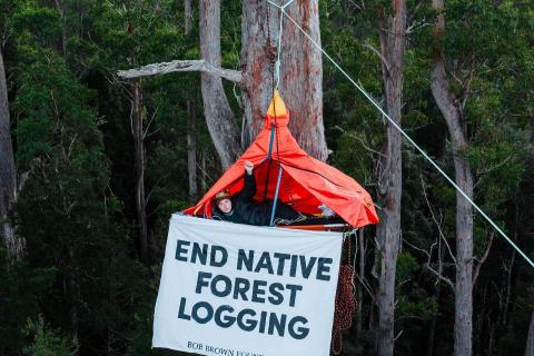Tarkine Optimism - Forest Action is Climate Action Photo: Bob Brown Foundation