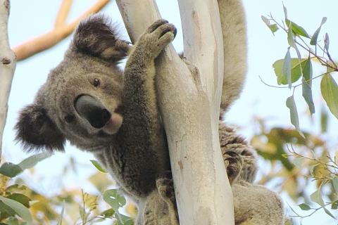 How long have koalas been in Australia? How long can they last? PHOTO Dailan Pugh
