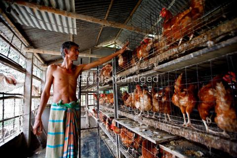 Bangla Deshi Farmer  and his poultry in a heatwave  Photo: Orjan Ellingvag / Alamy Stock