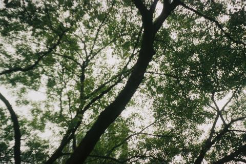 Film photo of sunlight peaking through treetops.