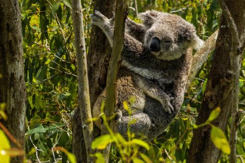 Koala and their babies can breathe easy for the moment. Photo Wilderness Australia