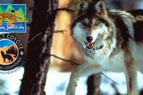 Wolves help restore health of North American habitat corridors