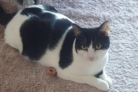 A black and white cat