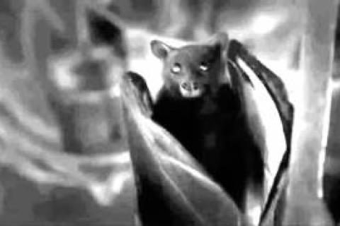 Black and white bat from Universal Poplab song Vampire in You