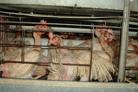 Factory-farmed hens