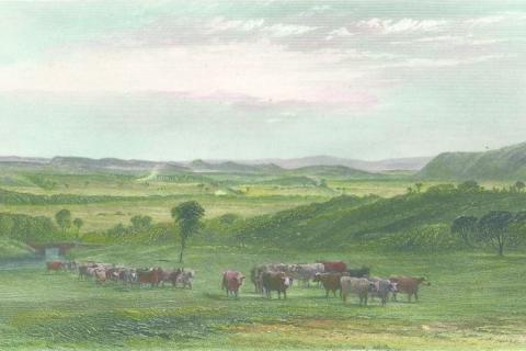 The Cow Pastures, New South Wales, 1874. Engraving by Arthur Willmore, National Library of Australia