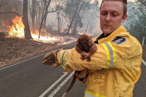 Dean the firefighter with a possum – photo from @Em___ on Twitter.