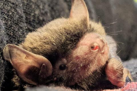 Eastern Falsistrelle bat, pic by Microbats of Melbourne