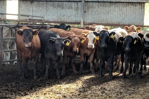 Lives waiting to be sold in a sale yard. Photo by Betty Melon