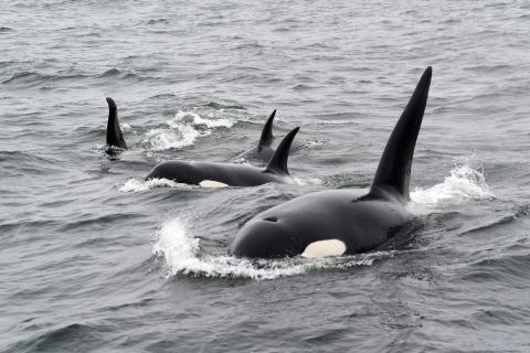 Orcas swimming in the ocean