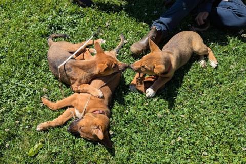 Dingo puppies Creek, Rain and Brook play in the grass. Photo by Betty Melon
