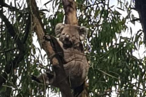 Photo of a koala in a eucalyptus tree on Bunurong Country. Photo by R. Weekes