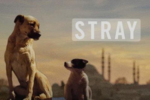 Stray official promotional photo depicting two dogs; Zeytin and Kartal looking at each other 