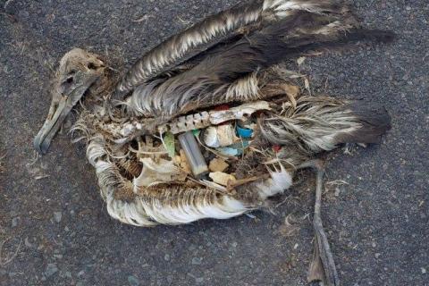 Dead albatross chick with plastic-filled stomach