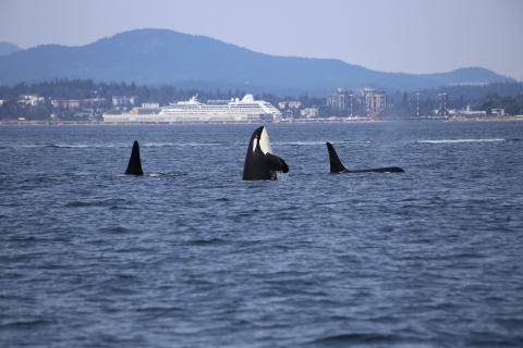 Orcas coming up out of the water in front of a ship