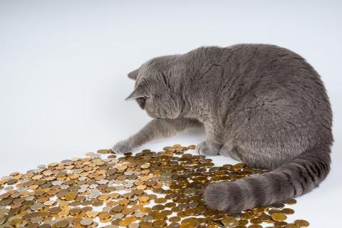 Cat playing with lots of gold coins