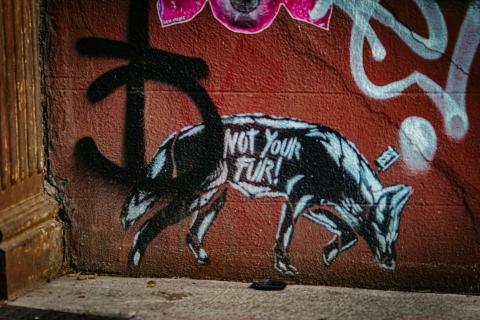 Photo of grafitti on a wall of a fox with the words not your fur! Photo by Jon Tyson (unsplash free images)