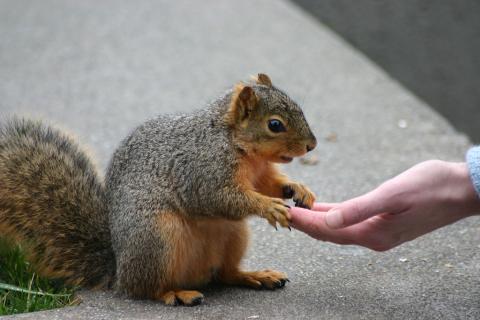 Squirrel reaches out to a human hand