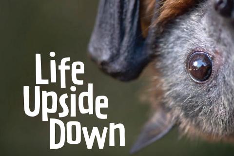 Life Upside Down book front cover