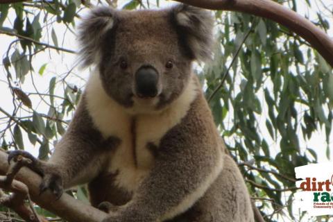 A picture of a Strzelecki Koala
