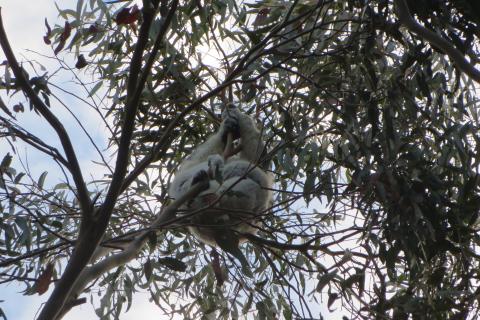 a koala sitting high up in a tree