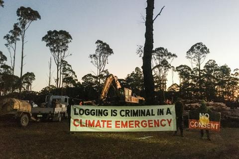 Logging is criminal in a climate emergency