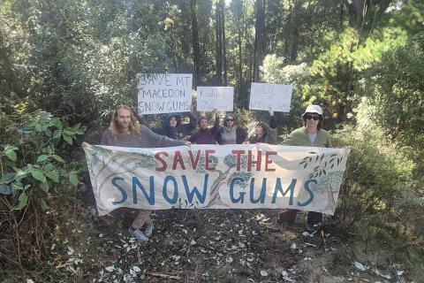 Community members holding sign reading 'Save the snow gums' in a grove of trees at Mt Macedon