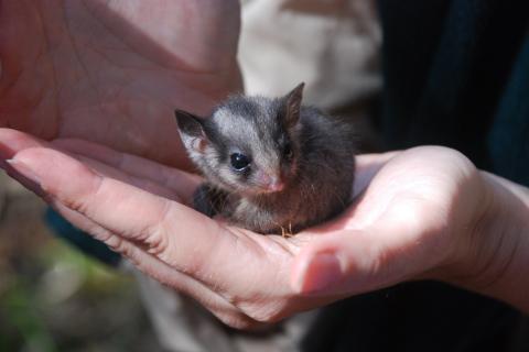 25g juvenile male Leadbeaters Possum (photo: Emma Campbell)