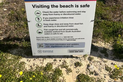 Algal Bloom Safety Advice, Tennyson Beach, Adelaide | Credit: Jessica Craig