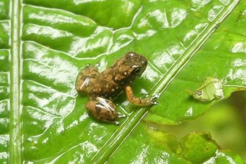 Juvenille Resistence Rocket Frog on a leaf: Photo by Carlos Zorrilla courtesy of Liz Downes