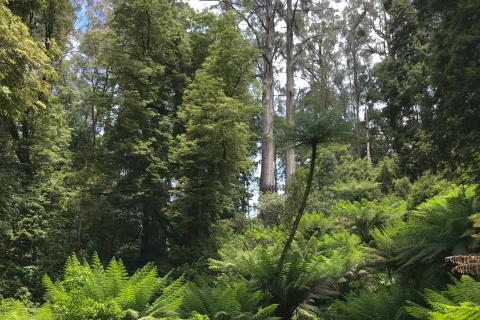 ferns and gum trees pictured