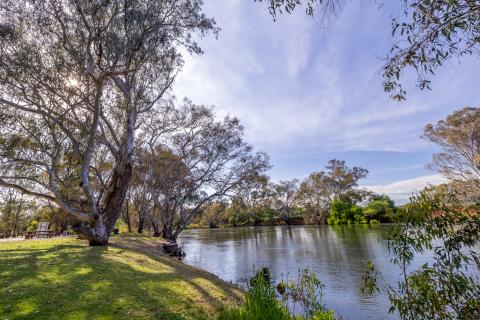 Milawa, Murray River near Albury