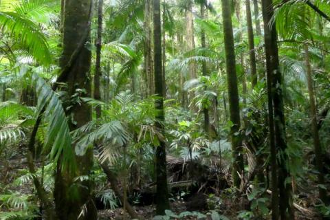 Photograph of a lush, thick grove of rainforest understory featuring palm leaves, thick bases of tall rainforest trees and filtered light in shades of green and brown