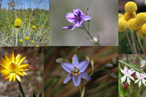 Collage of flowers native to the Victorian grassland plains.