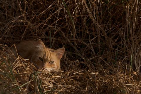Picture of a cat hiding in long grass.