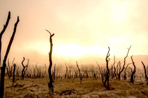 a photograph that has been artistically altered to depict a burned out and parched landscape with blackened tree stumps and a skyline that looks like it's on fire